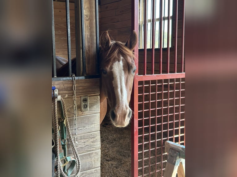 American Quarter Horse Klacz 11 lat 134 cm Kasztanowatodereszowata in Crestwood