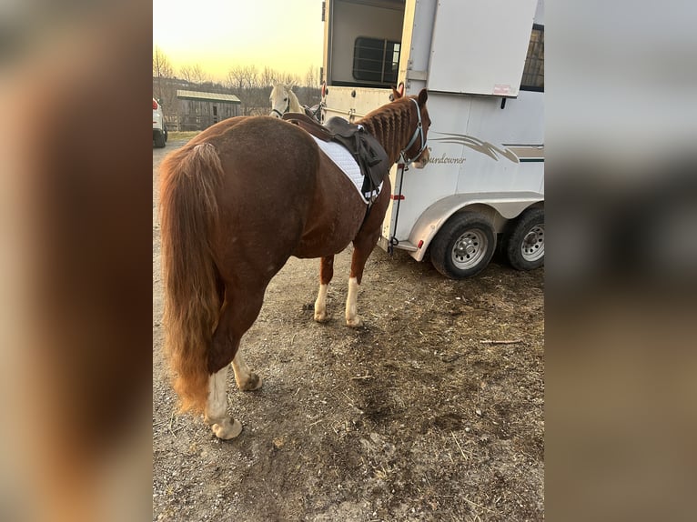 American Quarter Horse Klacz 11 lat 134 cm Kasztanowatodereszowata in Crestwood