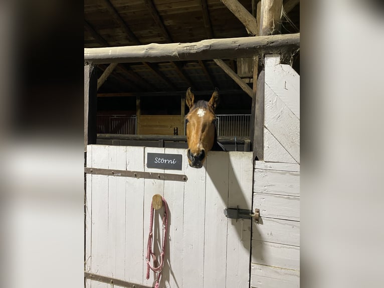 American Quarter Horse Klacz 11 lat 140 cm Jasnogniada in Fehrbellin Protzen