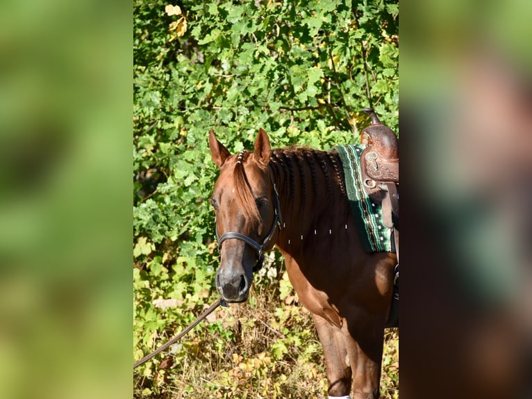 American Quarter Horse Klacz 11 lat 140 cm  in Speinshart