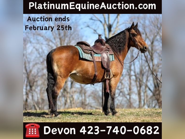 American Quarter Horse Klacz 11 lat 142 cm Jelenia in Cleveland TN