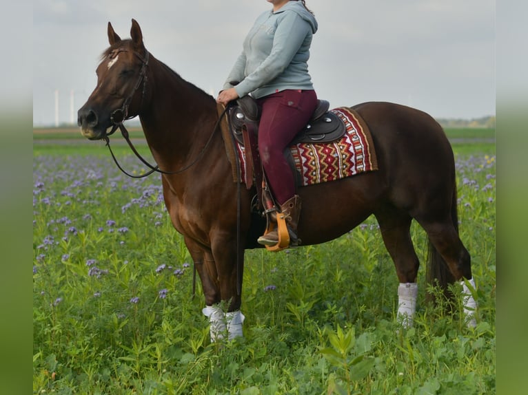 American Quarter Horse Klacz 11 lat 145 cm Ciemnokasztanowata in Geilenkirchen