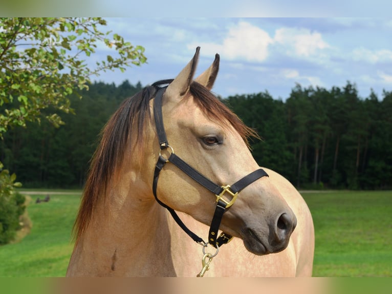 American Quarter Horse Mix Klacz 11 lat 146 cm Jelenia in Schongau