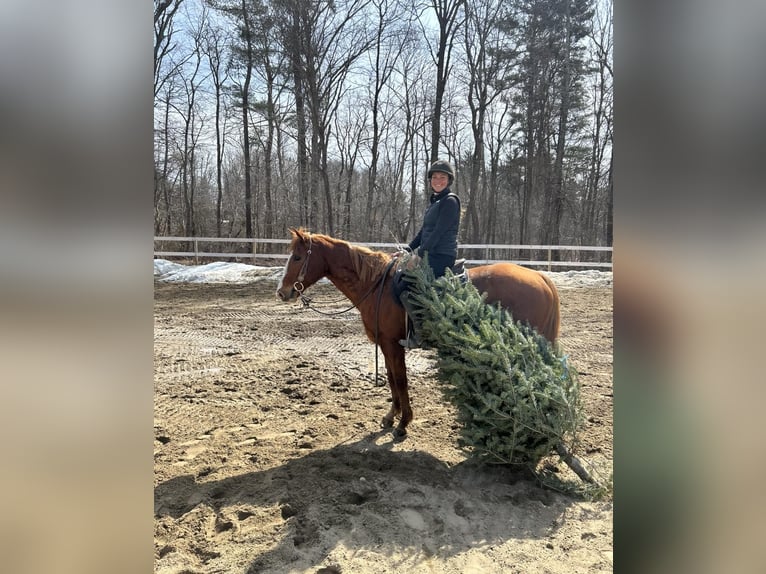 American Quarter Horse Klacz 11 lat 147 cm Ciemnokasztanowata in Middleboro