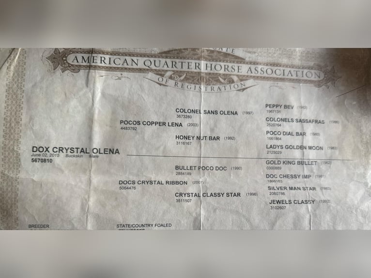 American Quarter Horse Klacz 11 lat 147 cm Jelenia in Bitterwater CA