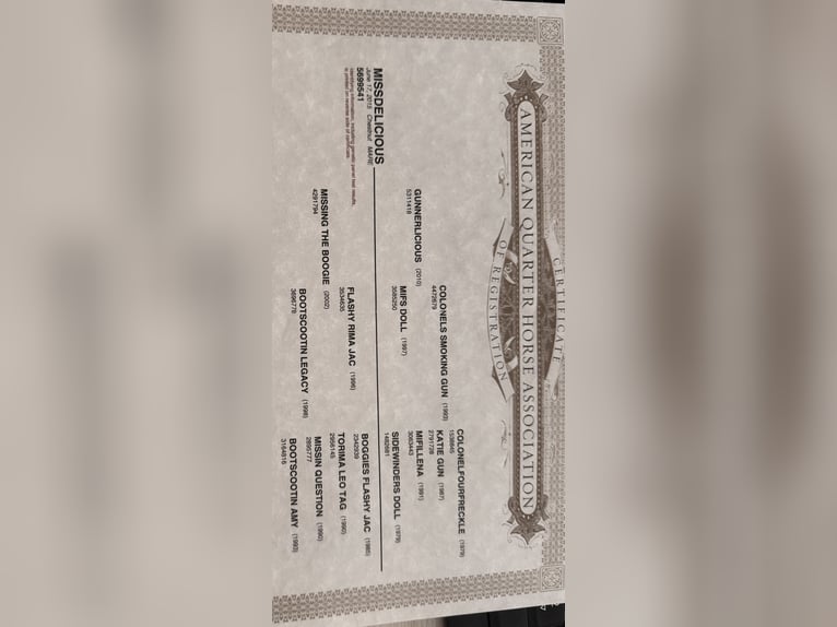 American Quarter Horse Klacz 11 lat 148 cm Ciemnokasztanowata in Issum