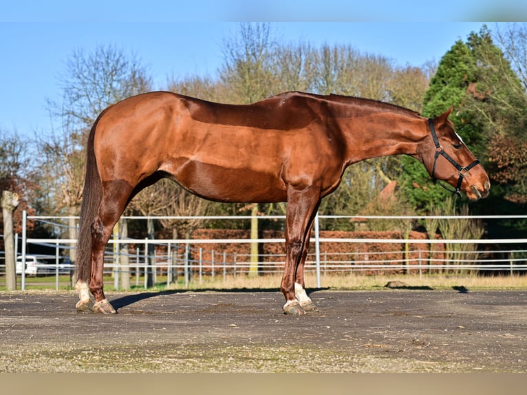 American Quarter Horse Klacz 11 lat 148 cm Ciemnokasztanowata in Issum