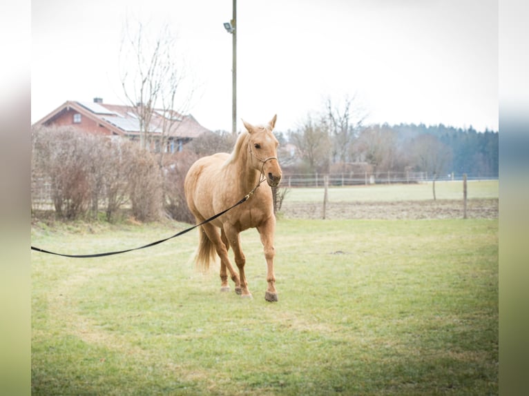 American Quarter Horse Klacz 11 lat 148 cm Izabelowata in Schäftlarn