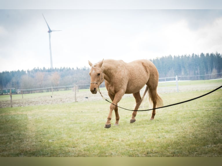 American Quarter Horse Klacz 11 lat 148 cm Izabelowata in Schäftlarn