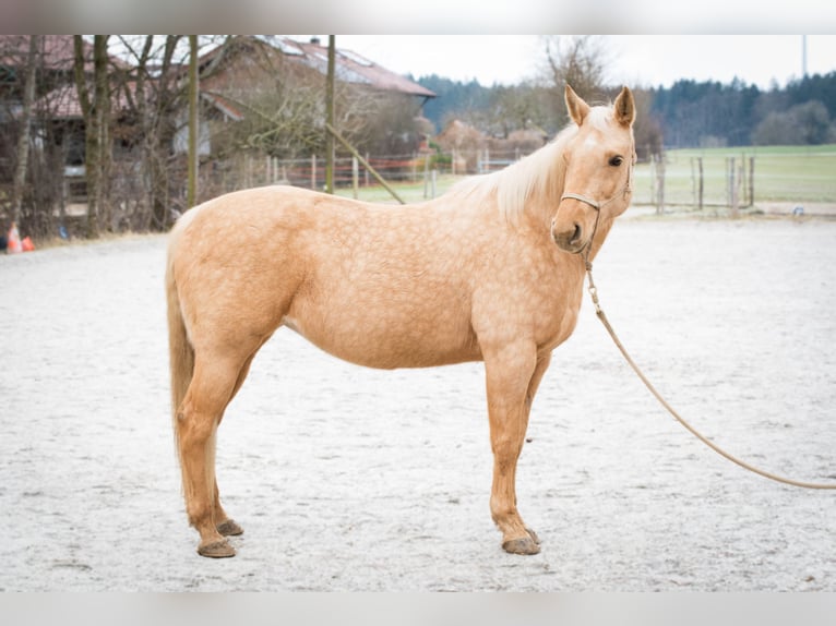 American Quarter Horse Klacz 11 lat 148 cm Izabelowata in Schäftlarn