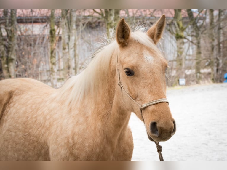 American Quarter Horse Klacz 11 lat 148 cm Izabelowata in Schäftlarn