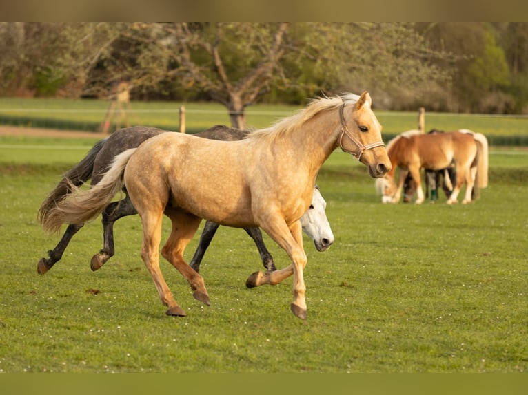 American Quarter Horse Klacz 11 lat 148 cm Izabelowata in Schäftlarn