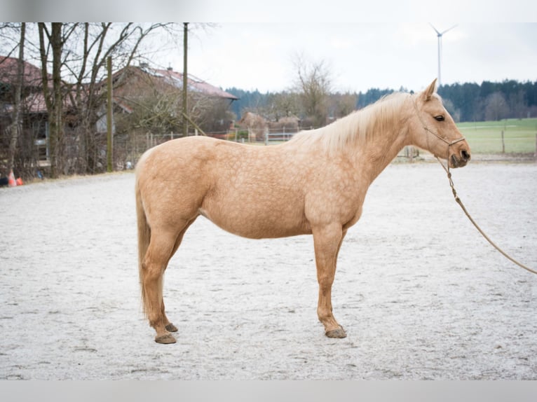 American Quarter Horse Klacz 11 lat 148 cm Izabelowata in Schäftlarn