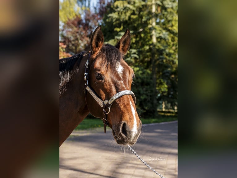 American Quarter Horse Klacz 11 lat 150 cm Gniada in Grethem