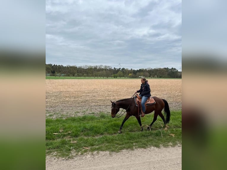 American Quarter Horse Klacz 11 lat 150 cm Gniada in Grethem