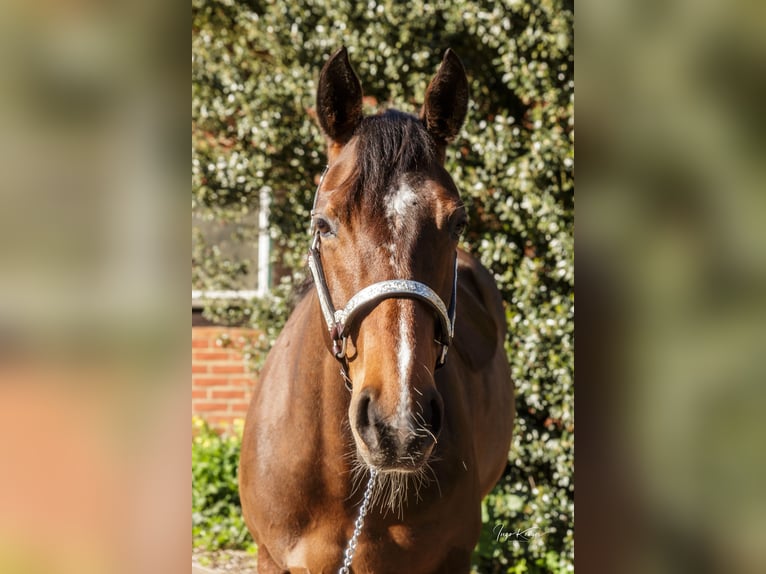 American Quarter Horse Klacz 11 lat 150 cm Gniada in Grethem