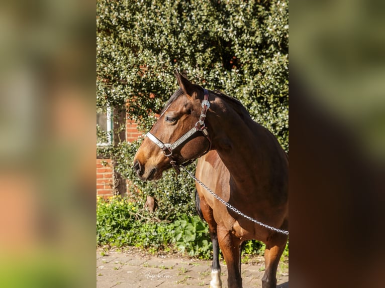 American Quarter Horse Klacz 11 lat 150 cm Gniada in Grethem