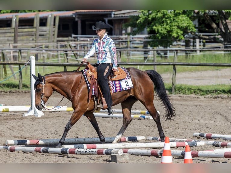 American Quarter Horse Klacz 11 lat 150 cm Gniada in Grethem