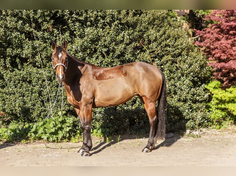 American Quarter Horse Klacz 11 lat 150 cm Gniada in Grethem