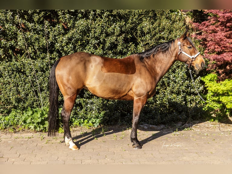 American Quarter Horse Klacz 11 lat 150 cm Gniada in Grethem