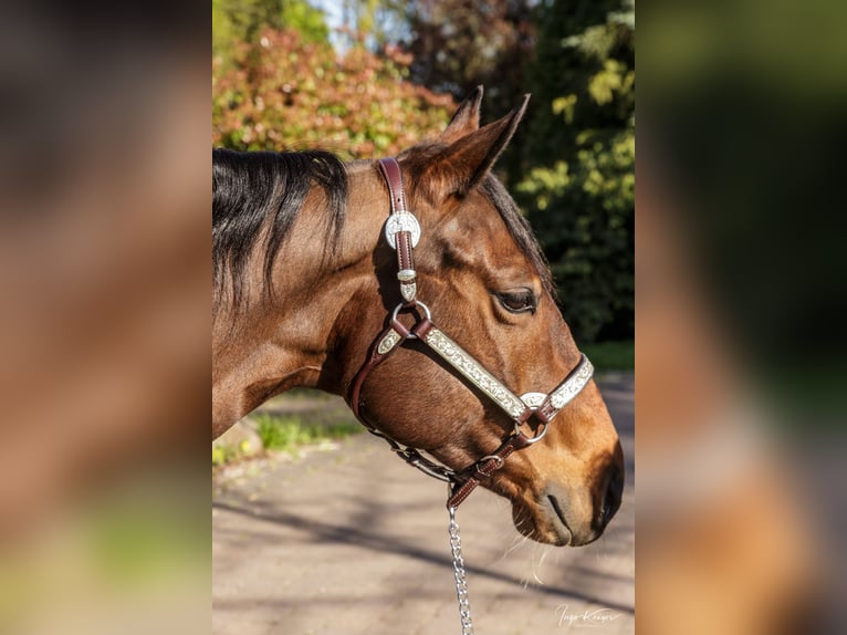 American Quarter Horse Klacz 11 lat 150 cm Gniada in Grethem