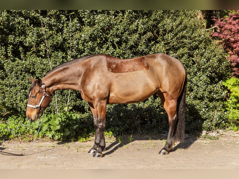 American Quarter Horse Klacz 11 lat 150 cm Gniada in Grethem