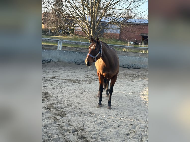 American Quarter Horse Klacz 11 lat 150 cm Gniada in Grethem