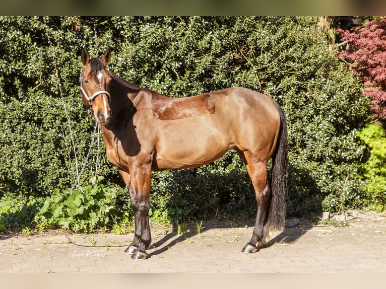 American Quarter Horse Klacz 11 lat 150 cm Gniada in Grethem