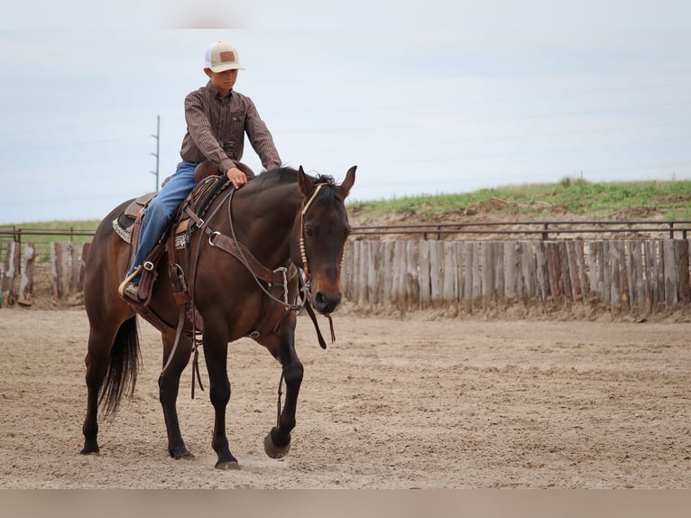 American Quarter Horse Klacz 11 lat 150 cm Gniada in Thedford, NE