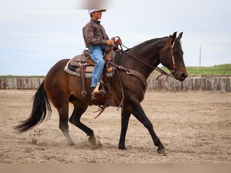 American Quarter Horse Klacz 11 lat 150 cm Gniada in Thedford, NE