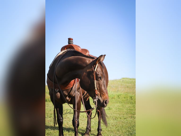 American Quarter Horse Klacz 11 lat 150 cm Gniada in Thedford, NE
