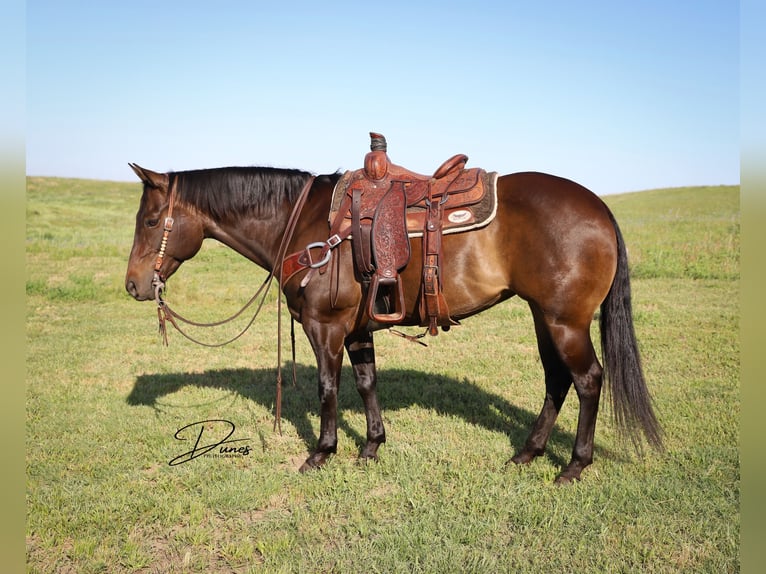 American Quarter Horse Klacz 11 lat 150 cm Gniada in Thedford, NE