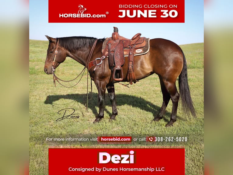 American Quarter Horse Klacz 11 lat 150 cm Gniada in Thedford, NE