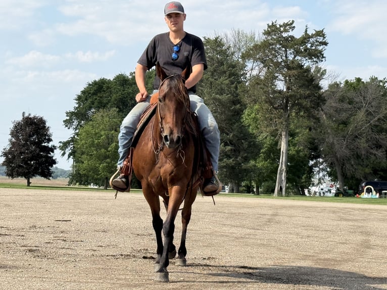 American Quarter Horse Klacz 11 lat 150 cm Gniada in Cannon Falls, MN