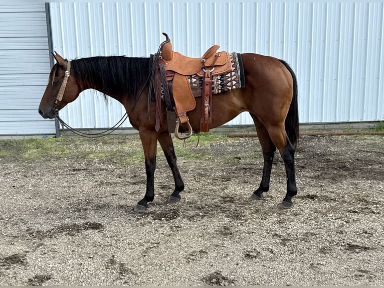 American Quarter Horse Klacz 11 lat 150 cm Gniada in Cannon Falls, MN