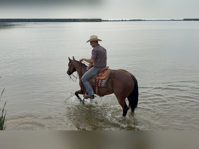 American Quarter Horse Klacz 11 lat 150 cm Gniada in Cannon Falls, MN
