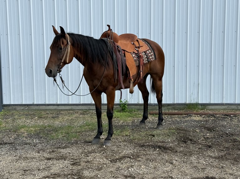 American Quarter Horse Klacz 11 lat 150 cm Gniada in Cannon Falls, MN
