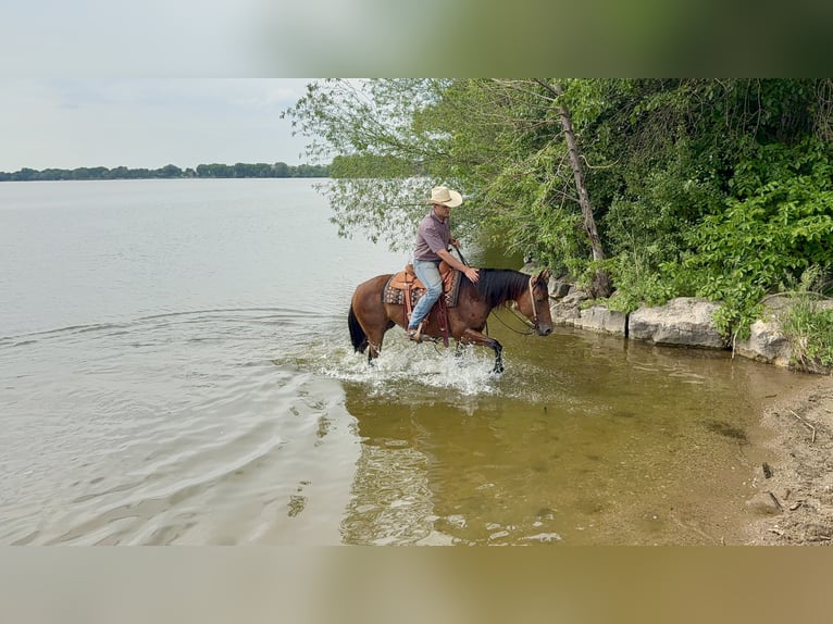 American Quarter Horse Klacz 11 lat 150 cm Gniada in Cannon Falls, MN