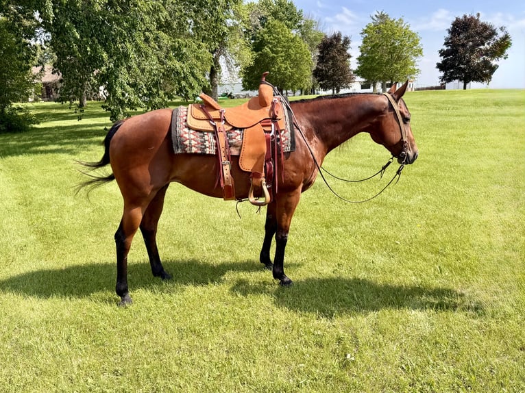 American Quarter Horse Klacz 11 lat 150 cm Gniada in Cannon Falls, MN