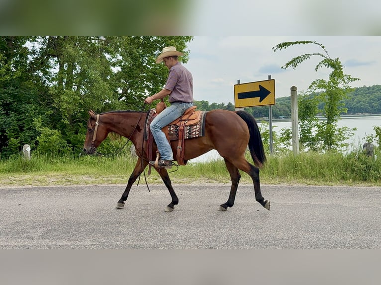 American Quarter Horse Klacz 11 lat 150 cm Gniada in Cannon Falls, MN