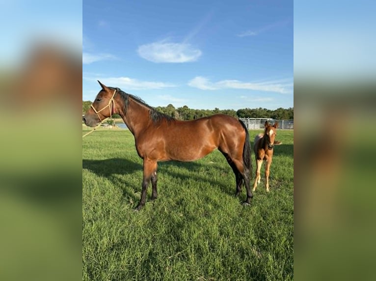 American Quarter Horse Klacz 11 lat 150 cm Gniada in Hearne