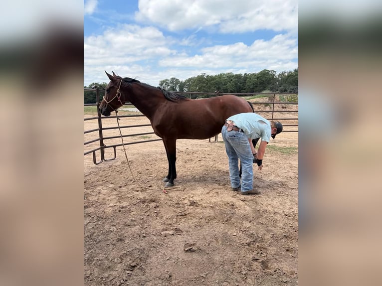 American Quarter Horse Klacz 11 lat 150 cm Gniada in Hearne