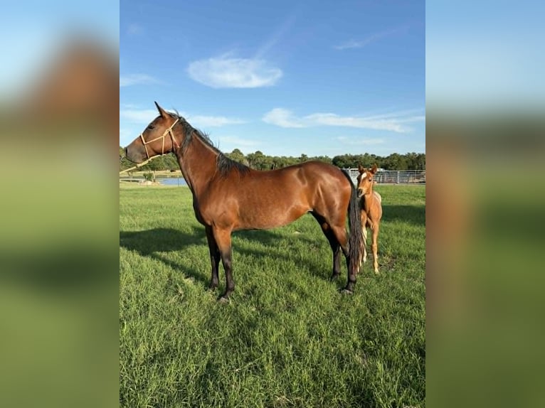 American Quarter Horse Klacz 11 lat 150 cm Gniada in Hearne