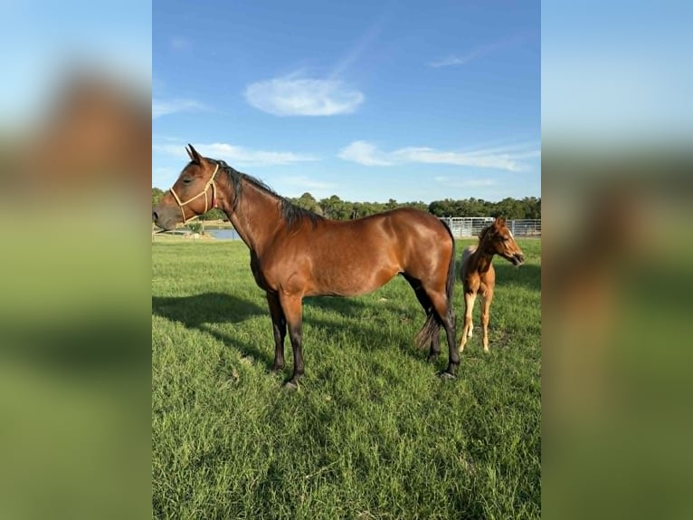 American Quarter Horse Klacz 11 lat 150 cm Gniada in Hearne