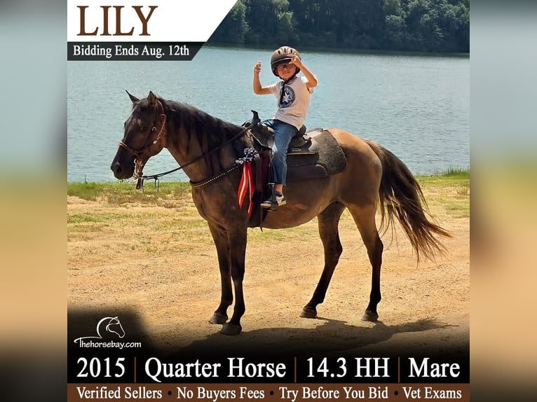 American Quarter Horse Klacz 11 lat 150 cm Grullo in Unionville, TN