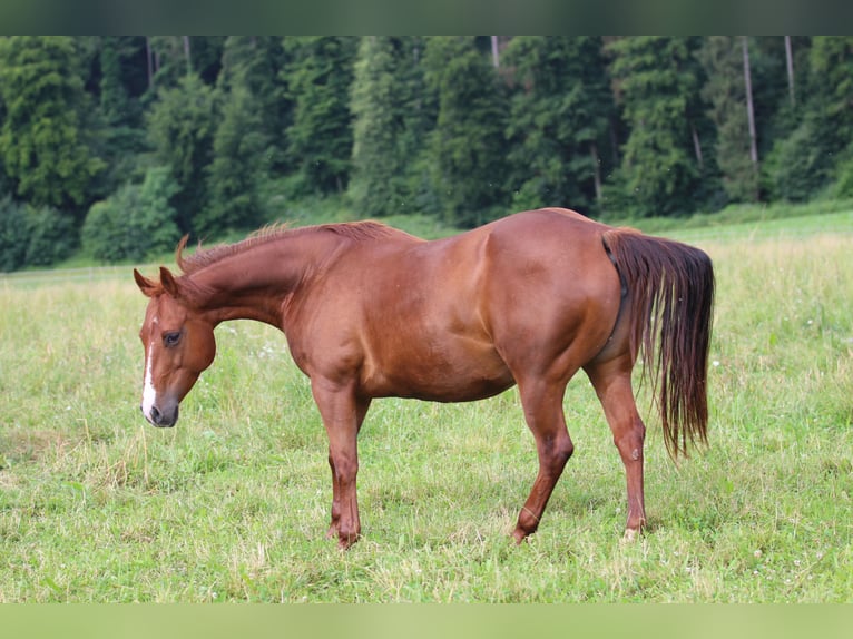 American Quarter Horse Klacz 11 lat 150 cm Kasztanowata in Waldshut-Tiengen