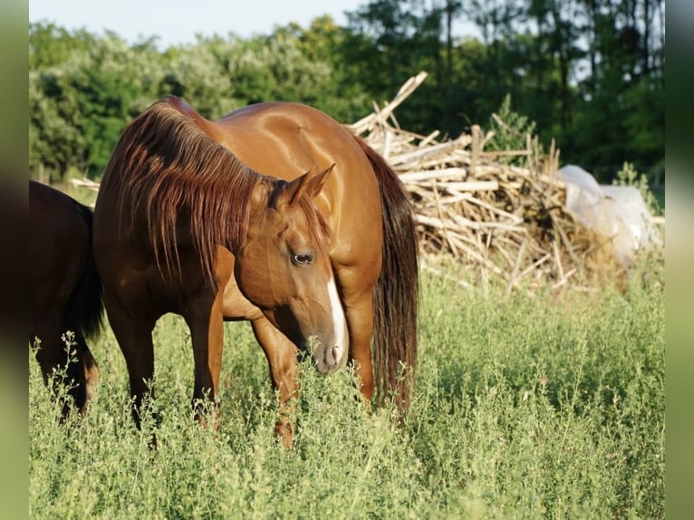 American Quarter Horse Klacz 11 lat 150 cm  in Ruzsa