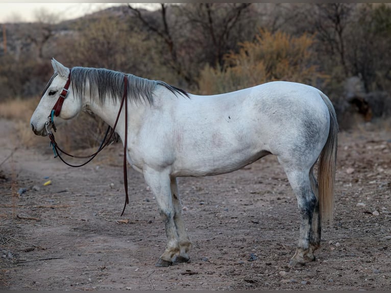 American Quarter Horse Klacz 11 lat 150 cm Siwa in Camp Verde AZ