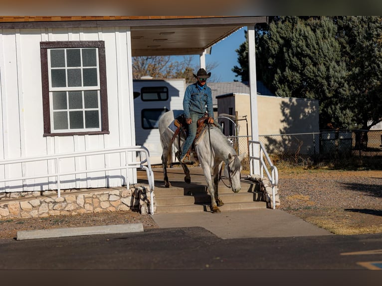 American Quarter Horse Klacz 11 lat 150 cm Siwa in Camp Verde AZ