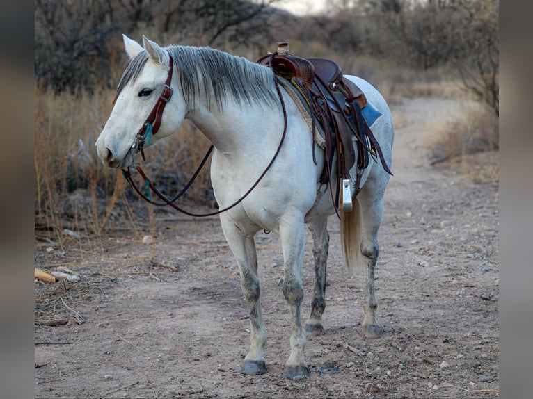 American Quarter Horse Klacz 11 lat 150 cm Siwa in Camp Verde AZ